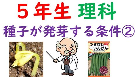 植物化|どうすれば植物になれるのか？ 